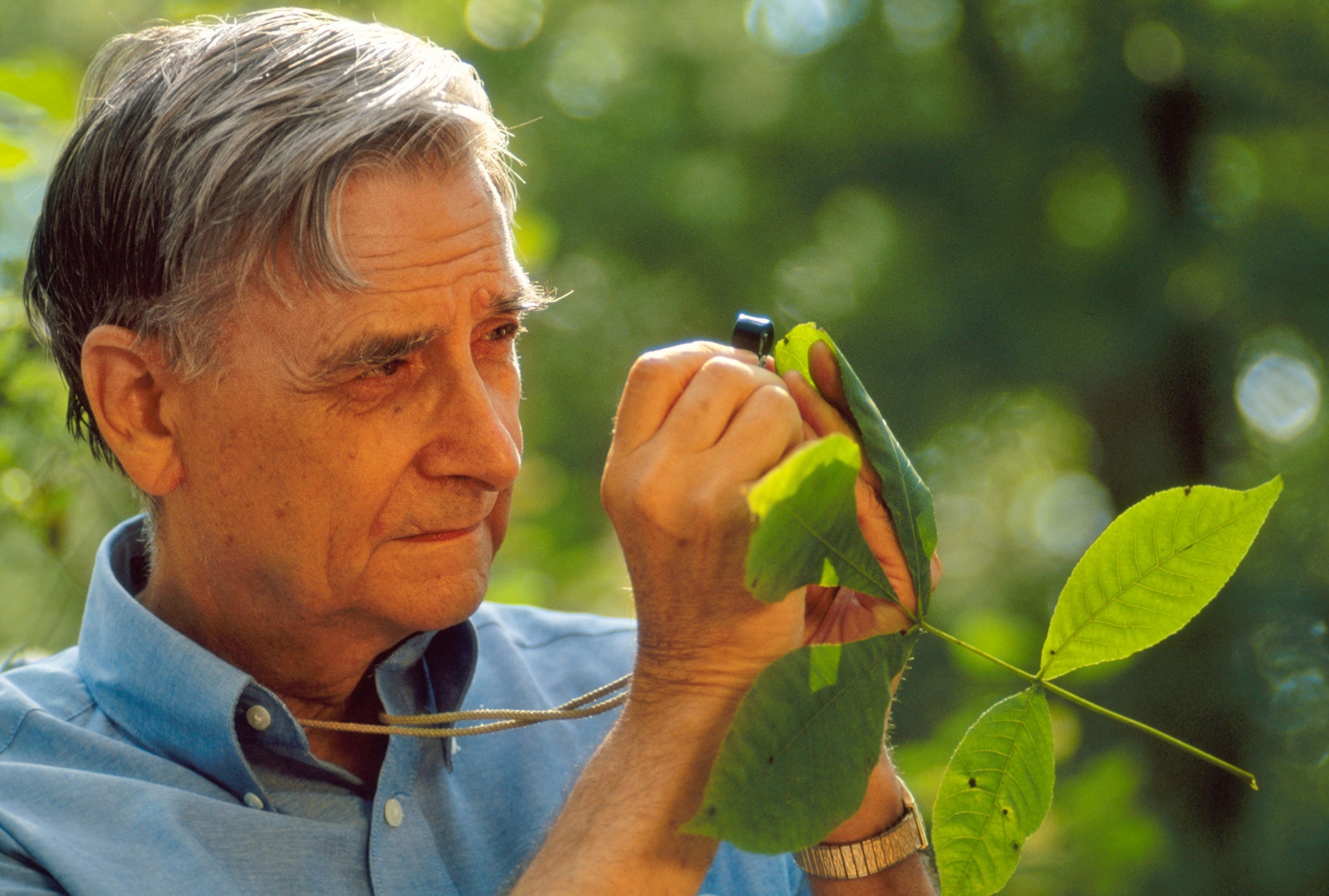 E.O. Wilson, 'Darwin's natural heir,' dies at age 92 | National Geographic